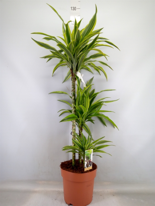 <h4>Dracaena fr de 'LemonLime'</h4>