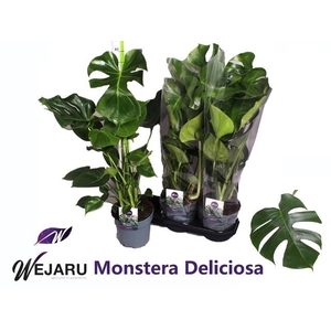 MONSTERA DELICIOSA