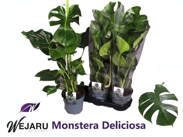 MONSTERA DELICIOSA
