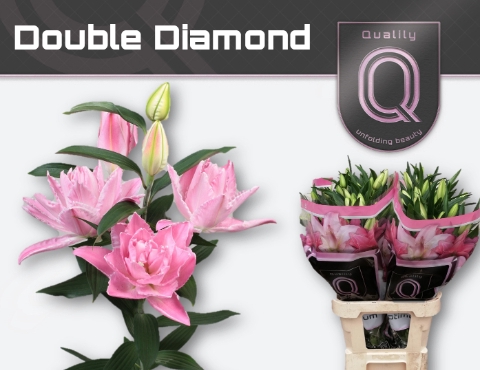 <h4>Lilium or dbl double diamond</h4>