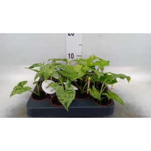 Syngonium   ...