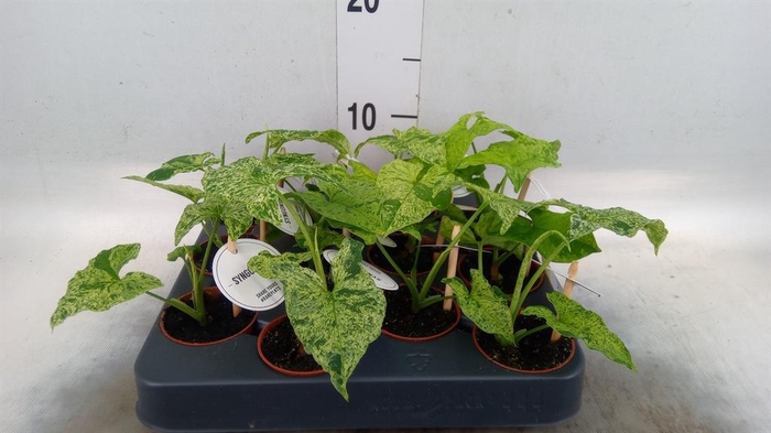 <h4>Syngonium   ...</h4>