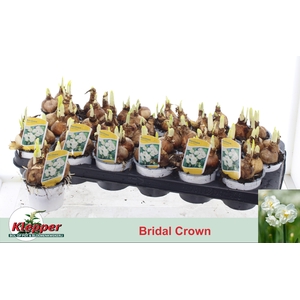 NARC D BRIDAL CROWN