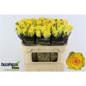 Rosa a grande fleur Golden Smile