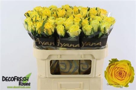 <h4>Rosa a grande fleur Golden Smile</h4>