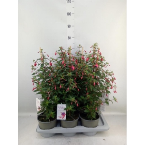 Fuchsia  'Bella Fuchsia Evita'