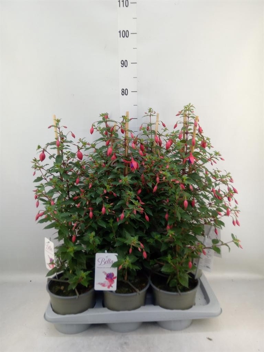 <h4>Fuchsia  'Bella Fuchsia Evita'</h4>