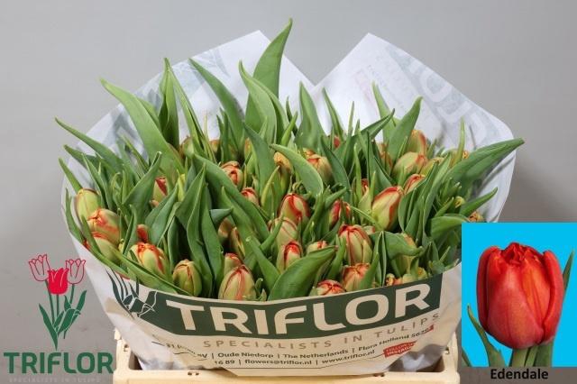 <h4>TU DU EDENDALE</h4>