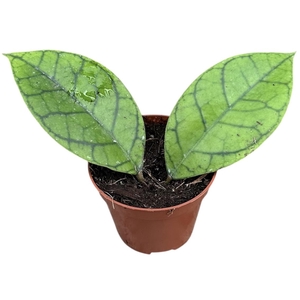 Hoya Callistophylla Kal 16