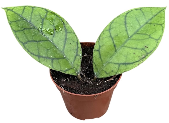 <h4>Hoya Callistophylla Kal 16</h4>
