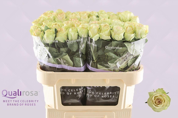 <h4>R Gr Hypnose</h4>