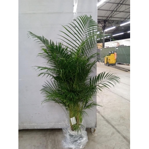 Dypsis lutescens   ...Chrysalidoca