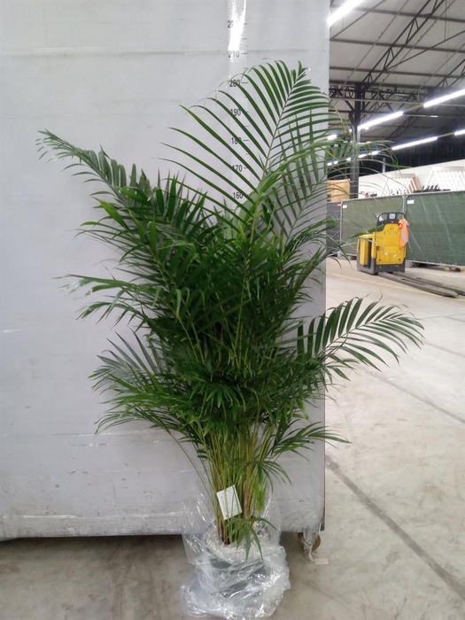 <h4>Dypsis lutescens   ...Chrysalidoca</h4>