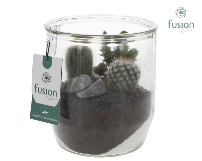 <h4>Glazen pot Dirk met Cactusen</h4>