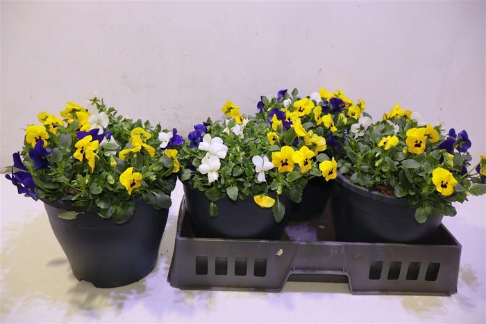 <h4>Vio Co End Gem</h4>