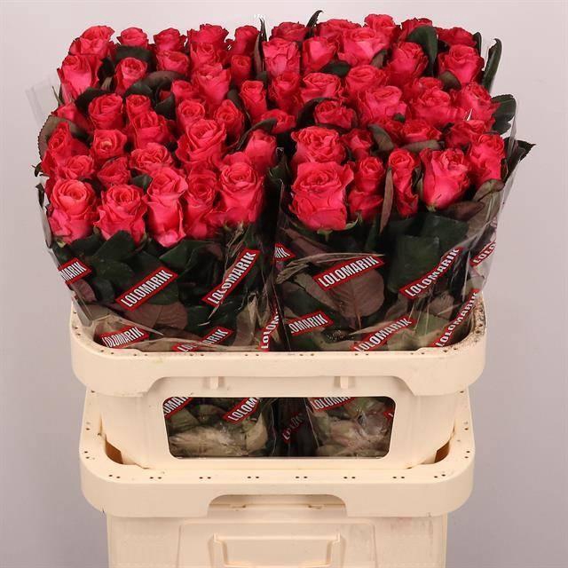 <h4>R GR PINK TACAZZI+</h4>