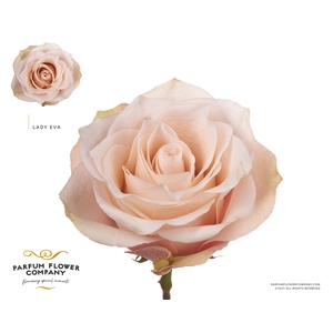 Rosa Premium Lady Eva