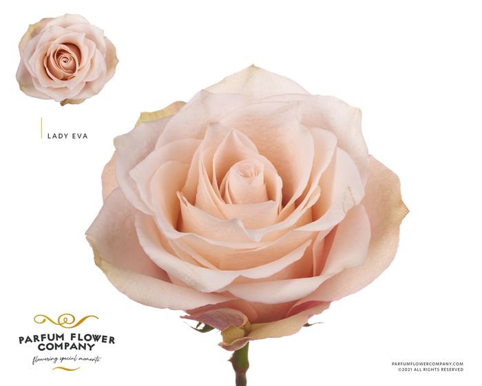 Rosa Premium Lady Eva