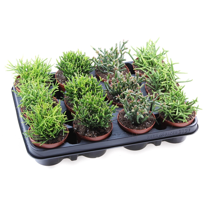 <h4>Rhipsalis   ...mix</h4>