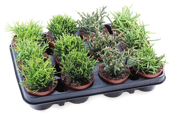 <h4>Rhipsalis   ...mix</h4>