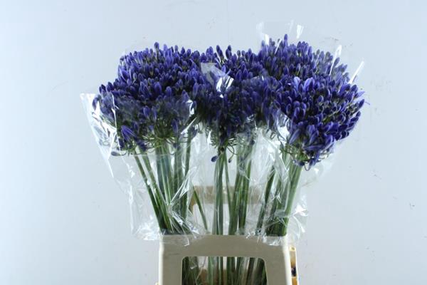 <h4>Agap Arctic Ocean(henk)</h4>