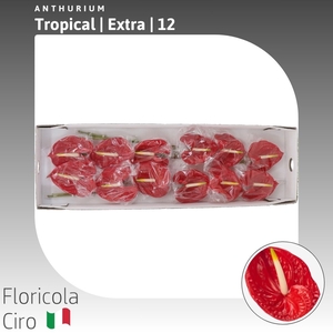 Anthurium Tropical | Extra
