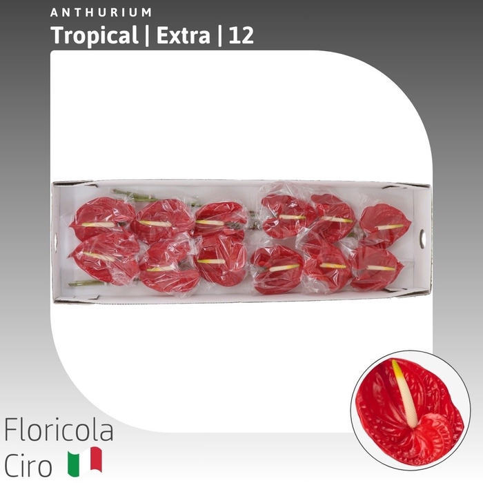<h4>Anthurium Tropical | Extra</h4>
