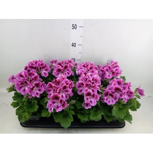 Pelargonium gran.   ..