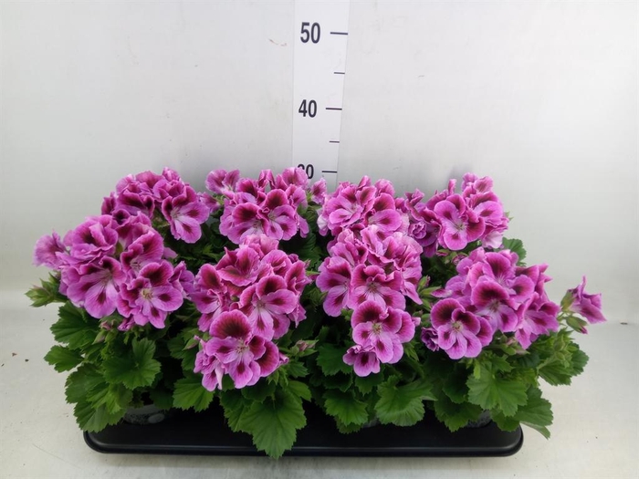 <h4>Pelargonium gran.   ..</h4>