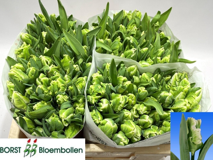 <h4>TU PA SUPER PARROT</h4>