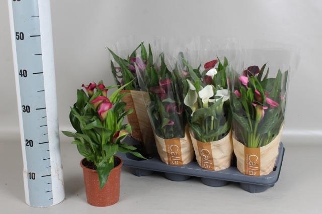 <h4>ZANT GEM 6 KL</h4>