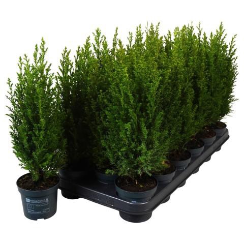 <h4>PTK2512 Ellwoodii</h4>