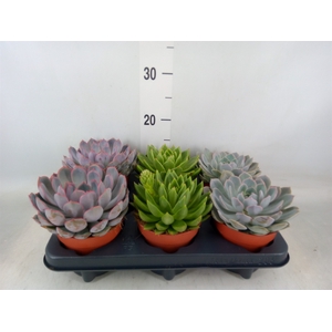 Echeveria   ...mix