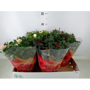 Rosa  'Favourite Roses'   ...mix 3