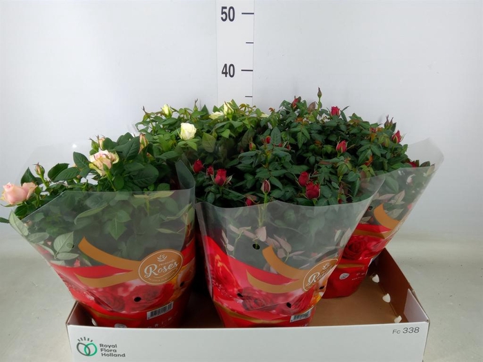 <h4>Rosa  'Favourite Roses'   ...mix 3</h4>