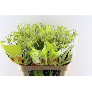 Anigozanthos Ov Groen