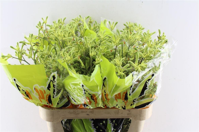 <h4>Anigozanthos Ov Groen</h4>