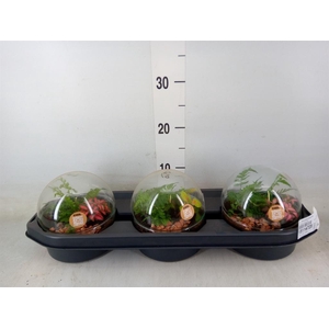 Arr.   Kamerplant Groen H%