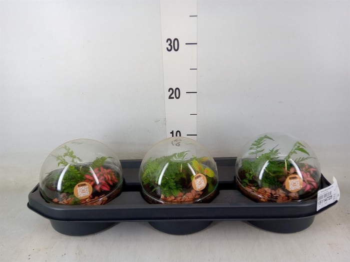 <h4>Arr.   Kamerplant Groen H%</h4>