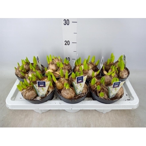 Hyacinthus orie. 'Multifl' ..