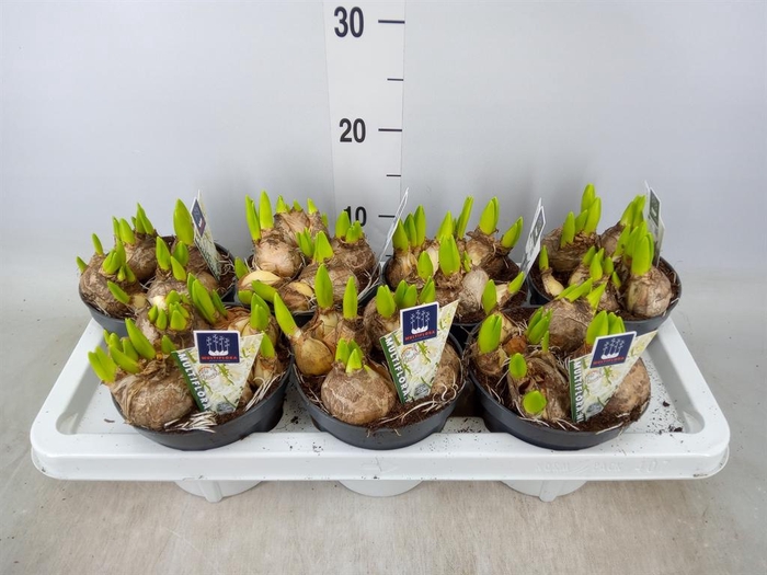 <h4>Hyacinthus orie. 'Multifl' ..</h4>