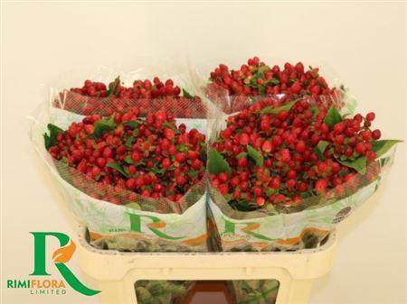 <h4>Hyp Mag Triumph</h4>