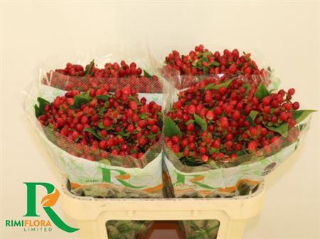 <h4>Hyp Mag Triumph</h4>