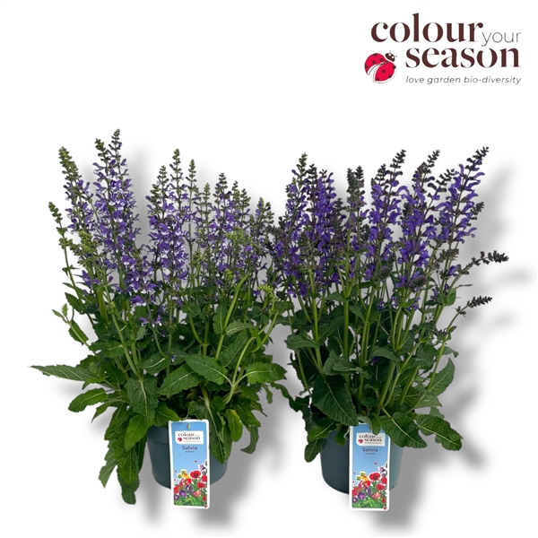 <h4>Salvia 'fashionata' mix</h4>