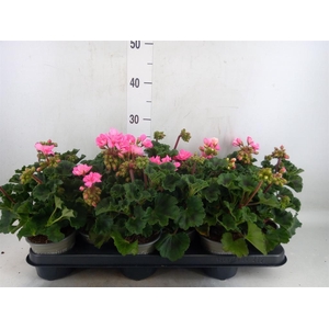 Pelargonium zona. 'ToscaSil Lisa'