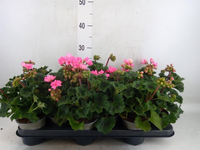 <h4>Pelargonium zona. 'ToscaSil Lisa'</h4>