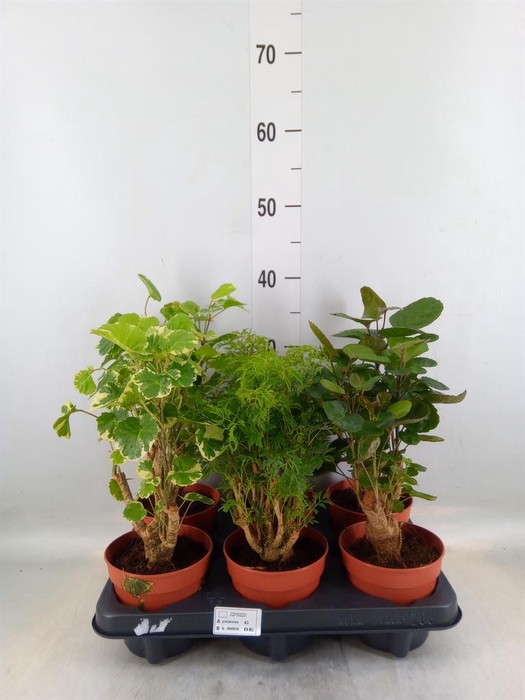 <h4>Polyscias   ...</h4>