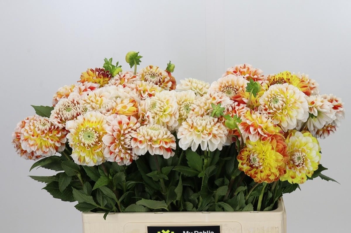 <h4>Dahlia Jowey Fantasy</h4>