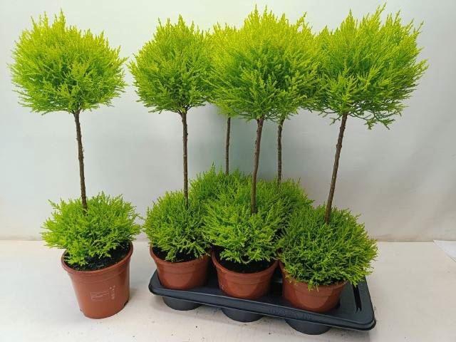 <h4>Cupressus macro. 'Goldcrest' .shape</h4>