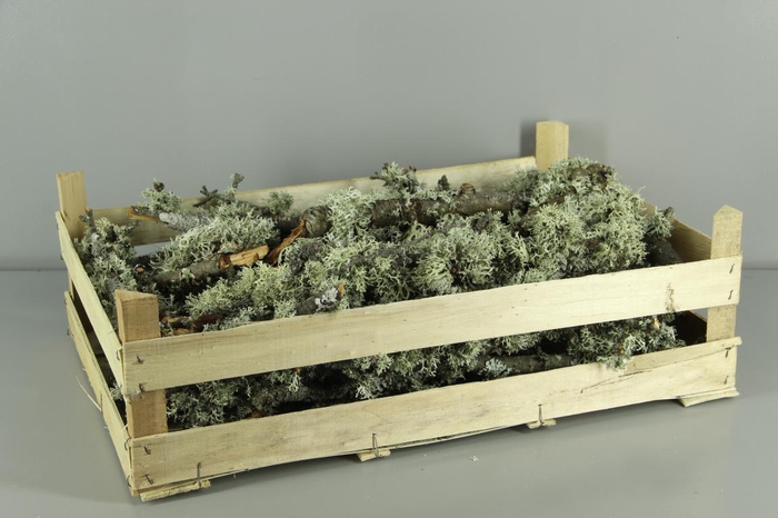 <h4>Branch Moss Natural Box</h4>